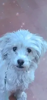 Fluffy white dog with a sparkling background for mobile wallpaper.