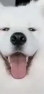 Adorable fluffy white dog with a big smile.