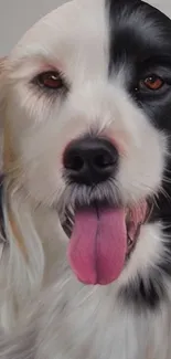 Adorable black and white fluffy dog with tongue out.