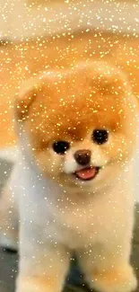 A cute fluffy dog standing on a carpet indoors.