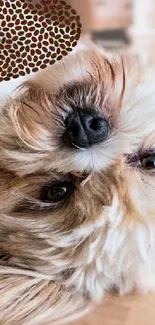 Adorable fluffy dog lying on a wooden floor with a heart symbol above.