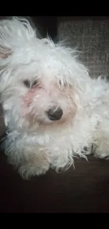 Fluffy white dog lounging on a dark brown couch.