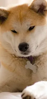 Adorable fluffy dog with a bone tag laying.