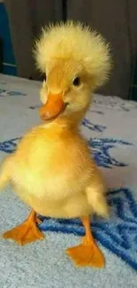 Cute, fluffy duckling standing on blue patterned fabric.