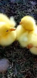 Cute fluffy ducklings on grass.