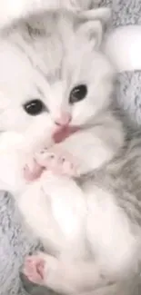 Adorable fluffy kitten lying on a gray soft background.