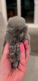 Fluffy gray kitten held gently in a hand, creating a cute wallpaper scene.