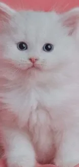 Fluffy white kitten with blue eyes on a pink background.
