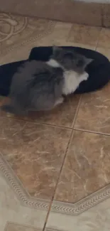 Fluffy kitten relaxing on a tiled floor beside a slipper.