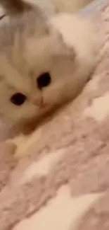 Fluffy kitten on a starry beige blanket.