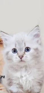 Adorable fluffy kitten with soft fur and bright eyes in a light gray basket setting.