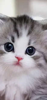 Adorable fluffy kitten with large eyes.