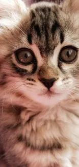 Fluffy grey kitten with big eyes staring adorably.