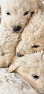 Heartwarming image of fluffy puppies snuggling together.