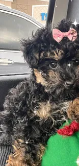 Fluffy black puppy with pink bow sitting in car.