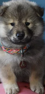 Fluffy puppy with colorful collar on pink surface.