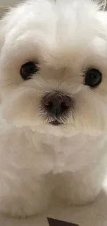 Adorable fluffy white puppy with dark eyes.