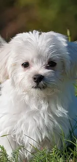 Cute fluffy white puppy sitting on green grass.