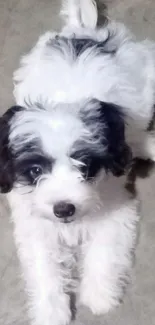 Cute black and white fluffy puppy lying on a neutral background.