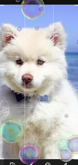 Adorable fluffy puppy by the ocean under a blue sky.