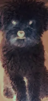 Adorable fluffy puppy with dark curly fur looking curious.