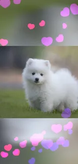 Fluffy white puppy with pink hearts in a green field.