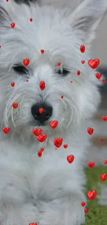 Adorable fluffy white puppy on a carpet, looking cute.