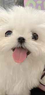 Adorable fluffy white puppy with playful expression.