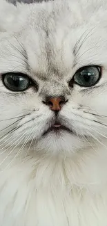 Fluffy white cat with striking eyes.