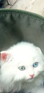 Fluffy white kitten with blue eyes in a green backpack.