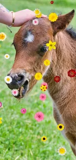 Cute brown foal with colorful flowers on green grass.