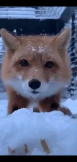 Adorable fox in snow within a cage.