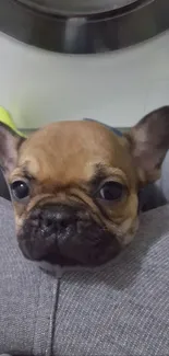 Closeup of a French Bulldog puppy's face peeking out adorably.