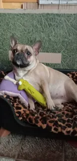 French Bulldog resting on leopard-print bed with toys.