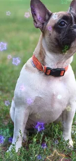 Adorable French Bulldog with colorful stars in a grassy setting.