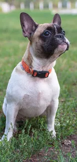 French Bulldog sitting on green grass with an orange collar.