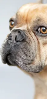 Close-up French Bulldog portrait with expressive eyes.