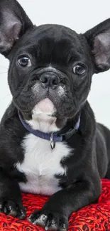 French Bulldog puppy on a red cushion wallpaper.