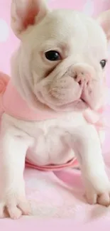 Cute French Bulldog puppy on a pink background in playful pose.