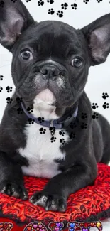 Cute French Bulldog on red cushion with paw prints.