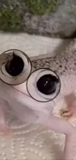 Cute gecko with large eyes on wallpaper.