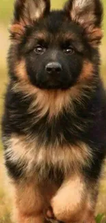 Cute German Shepherd puppy standing on grass.