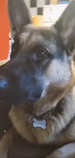 German Shepherd dog sitting on a couch.