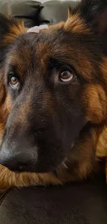 Cute German Shepherd dog on a couch.