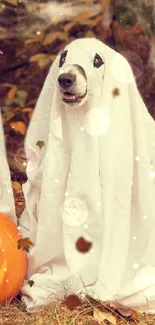 Three dogs dressed as ghosts with a jack-o'-lantern in autumn woods.