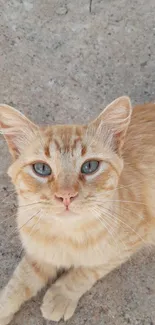 Ginger cat with blue eyes lying on a stone ground.