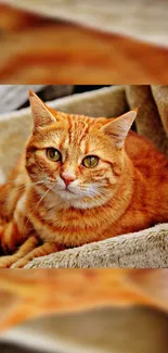 Adorable ginger cat lounging on a cozy beige blanket.