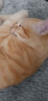 Adorable ginger cat relaxing on a soft carpet.