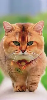 Adorable ginger cat walking on a green pathway wallpaper.