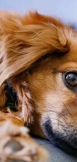 Close-up of a ginger dog's face resting peacefully.